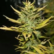 G13 Hashplant cannabis plants in bloom, grown from Feminized seeds – ideal for home cultivation from z710 Genetics