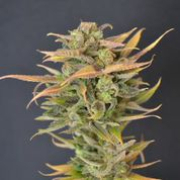 High Priority Auto cannabis plants in bloom, grown from Automatic seeds – ideal for home cultivation from z710 Genetics