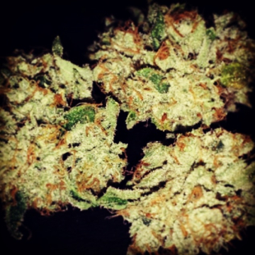 Mango cannabis plants in bloom, grown from Feminised seeds – ideal for home cultivation from z710 Genetics