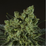 Old White Widow cannabis plants in bloom, grown from Feminised seeds – ideal for home cultivation from z710 Genetics
