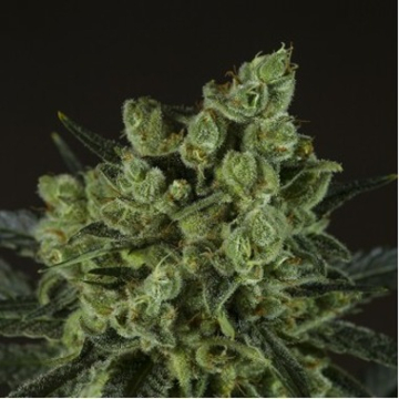 Old White Widow cannabis plants in bloom, grown from Feminised seeds – ideal for home cultivation from z710 Genetics