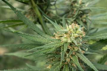 Pure Jack cannabis plants in bloom, grown from Feminized seeds – ideal for home cultivation from z710 Genetics