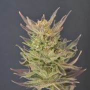 Purps Auto cannabis plants in bloom, grown from Automatic seeds – ideal for home cultivation from z710 Genetics