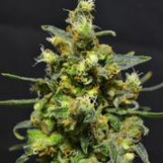 Shellshock Auto cannabis plants in bloom, grown from Automatic seeds – ideal for home cultivation from z710 Genetics
