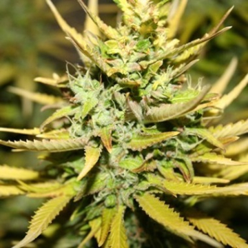 SMOG FEMINISED cannabis plants in bloom, grown from Feminised seeds – ideal for home cultivation from z710 Genetics