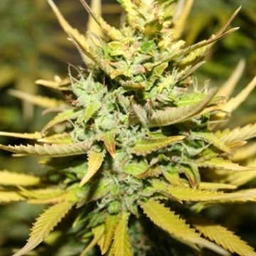SMOG FEMINIZED cannabis plants in bloom, grown from Feminized seeds – ideal for home cultivation from z710 Genetics