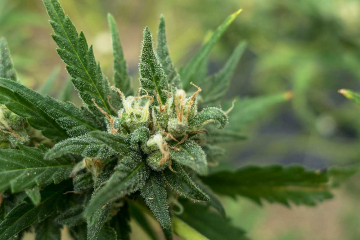 Sweet Tooth cannabis plants in bloom, grown from Feminised seeds – ideal for home cultivation from z710 Genetics