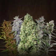 Ace Mix cannabis plants in bloom, grown from Feminized seeds – ideal for home cultivation from Ace Seeds