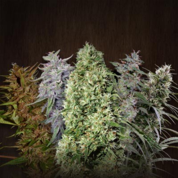 Ace Mix cannabis plants in bloom, grown from Feminised seeds – ideal for home cultivation from Ace Seeds