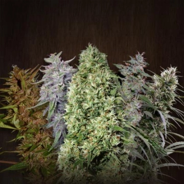 Ace Mix cannabis plants in bloom, grown from Feminized seeds – ideal for home cultivation from Ace Seeds
