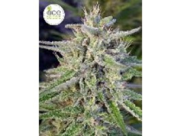 Bangi Haze cannabis plants in bloom, grown from Regular seeds – ideal for home cultivation from Ace Seeds