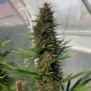 Congo cannabis plants in bloom, grown from Feminized seeds – ideal for home cultivation from Ace Seeds