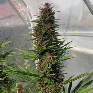 Congo cannabis plants in bloom, grown from Feminized seeds – ideal for home cultivation from Ace Seeds