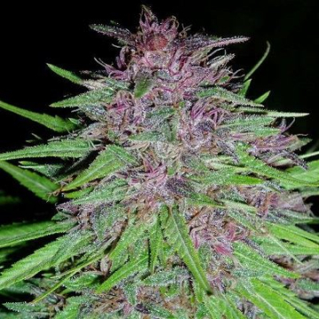Erdpurt cannabis plants in bloom, grown from Regular seeds – ideal for home cultivation from Ace Seeds