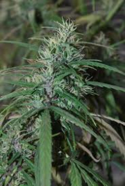 Green Haze cannabis plants in bloom, grown from Regular seeds – ideal for home cultivation from Ace Seeds
