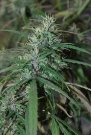 Green Haze cannabis plants in bloom, grown from Regular seeds – ideal for home cultivation from Ace Seeds