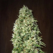 Orient Express cannabis plants in bloom, grown from Regular seeds – ideal for home cultivation from Ace Seeds