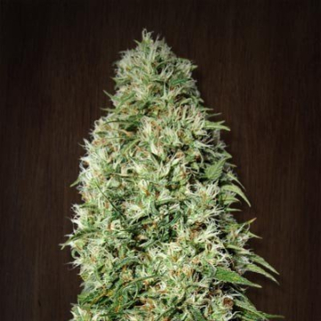 Orient Express cannabis plants in bloom, grown from Regular seeds – ideal for home cultivation from Ace Seeds