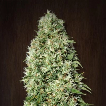 Orient Express cannabis plants in bloom, grown from Regular seeds – ideal for home cultivation from Ace Seeds