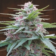 Panama cannabis plants in bloom, grown from Feminized seeds – ideal for home cultivation from Ace Seeds