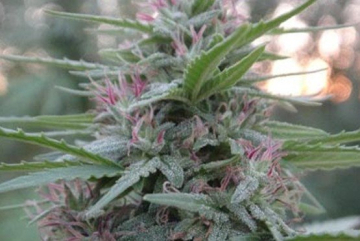 Panama cannabis plants in bloom, grown from Regular seeds – ideal for home cultivation from Ace Seeds
