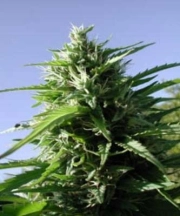 Tikal cannabis plants in bloom, grown from Feminized seeds – ideal for home cultivation from Ace Seeds