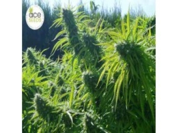 Tikal cannabis plants in bloom, grown from Regular seeds – ideal for home cultivation from Ace Seeds