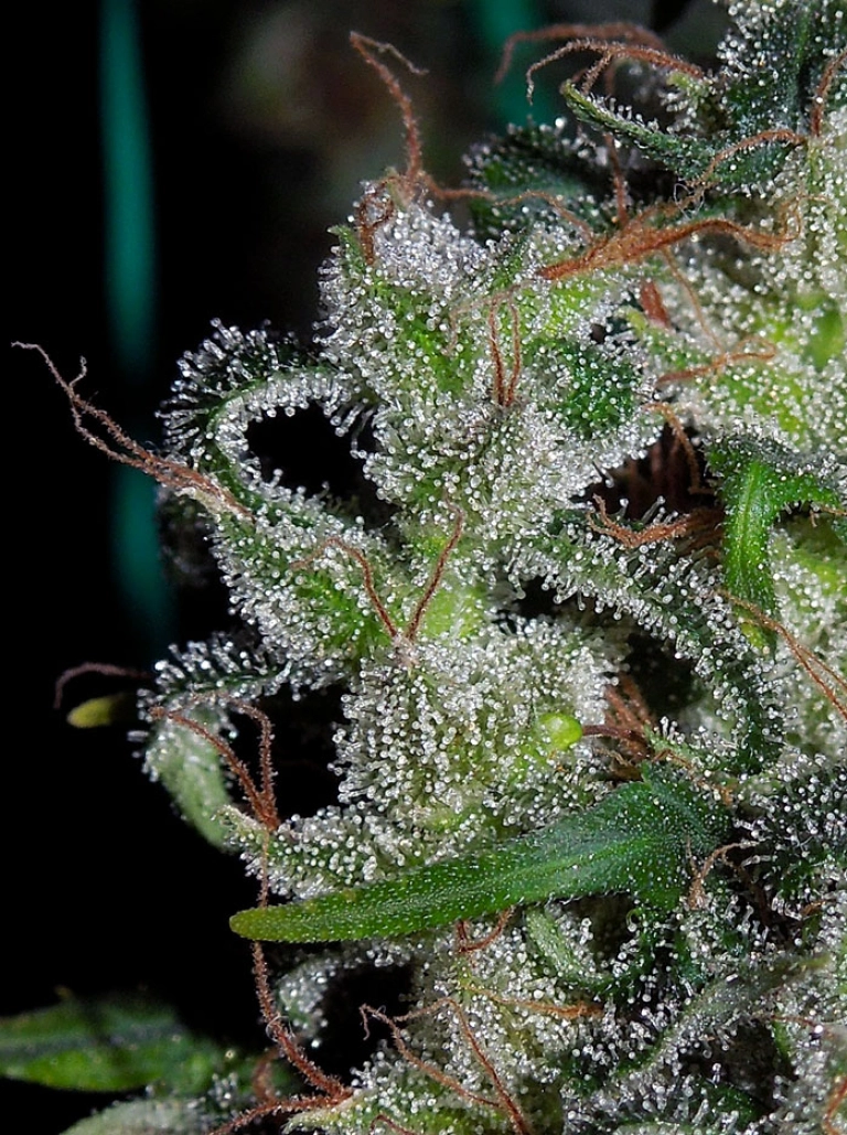 Zamaldelica – Ace Seeds – Regular