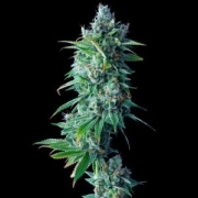 24K GOLD (Formerly known as Kosher Tangie) cannabis plants in bloom, grown from Feminized seeds – ideal for home cultivation from DNA Genetics