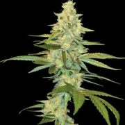 Cannalope Kush cannabis plants in bloom, grown from Feminised seeds – ideal for home cultivation from DNA Genetics