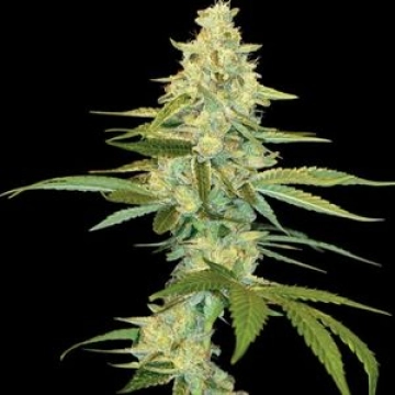 Cannalope Kush cannabis plants in bloom, grown from Feminized seeds – ideal for home cultivation from DNA Genetics