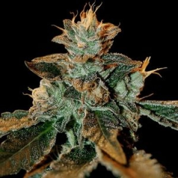 Cataract Kush cannabis plants in bloom, grown from Feminized seeds – ideal for home cultivation from DNA Genetics