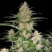 DNA Genetics 60 Day Wonder cannabis plants in bloom, grown from Automatic seeds – ideal for home cultivation from DNA Genetics