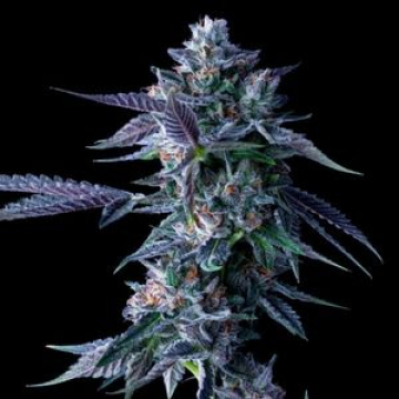 DNA Genetics Chocolope cannabis plants in bloom, grown from Feminised seeds – ideal for home cultivation from DNA Genetics