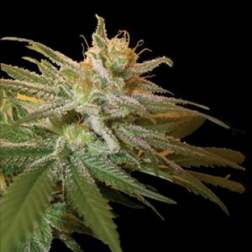 DNA Genetics Kushberry cannabis plants in bloom, grown from Feminised seeds – ideal for home cultivation from DNA Genetics