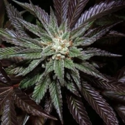 DNA Genetics LA Confidential cannabis plants in bloom, grown from Feminized seeds – ideal for home cultivation from DNA Genetics