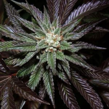DNA Genetics LA Confidential cannabis plants in bloom, grown from Feminised seeds – ideal for home cultivation from DNA Genetics