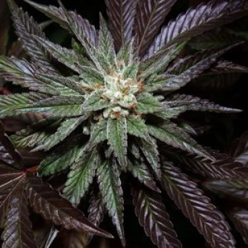 DNA Genetics LA Confidential cannabis plants in bloom, grown from Feminized seeds – ideal for home cultivation from DNA Genetics
