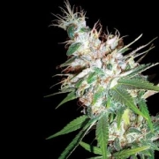 DNA Genetics LA Woman cannabis plants in bloom, grown from Feminized seeds – ideal for home cultivation from DNA Genetics