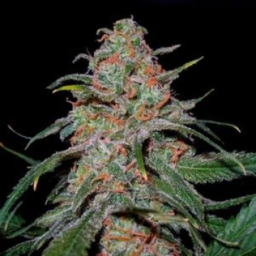 DNA Genetics Lemon Skunk cannabis plants in bloom, grown from Feminized seeds – ideal for home cultivation from DNA Genetics
