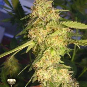 DNA Genetics ReCon cannabis plants in bloom, grown from Feminized seeds – ideal for home cultivation from DNA Genetics