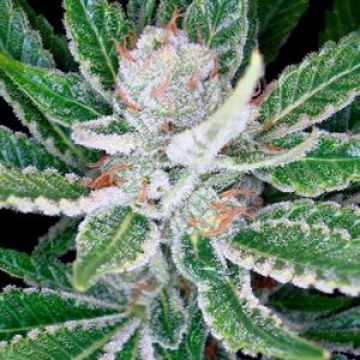 DNA Genetics Sleestack cannabis plants in bloom, grown from Feminised seeds – ideal for home cultivation from DNA Genetics