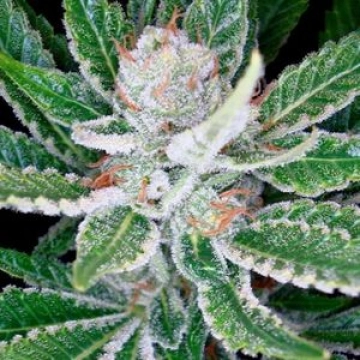 DNA Genetics Sleestack cannabis plants in bloom, grown from Feminized seeds – ideal for home cultivation from DNA Genetics