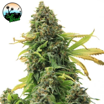 Girl Scout Cookies cannabis plants in bloom, grown from Feminized seeds – ideal for home cultivation from Cali Weed
