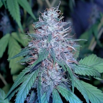 Grape Kush cannabis plants in bloom, grown from Feminized seeds – ideal for home cultivation from Cali Weed