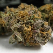 Grape OG cannabis plants in bloom, grown from Feminized seeds – ideal for home cultivation from Cali Weed