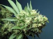 Green Crack Feminized  cannabis plants in bloom, grown from Feminized seeds – ideal for home cultivation from Cali Weed