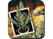 Magnum Auto Feminized  cannabis plants in bloom, grown from Automatic seeds – ideal for home cultivation from Big Buddha Seeds