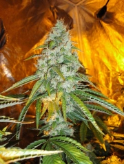Original Sour Diesel Regular  cannabis plants in bloom, grown from Regular seeds – ideal for home cultivation from Cali Weed