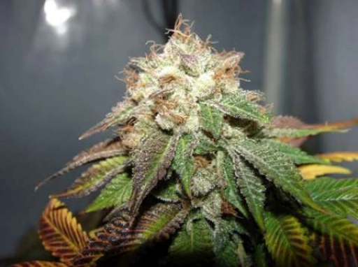Pre 98 Bubba BX2 Feminized – Cali Weed – Feminized